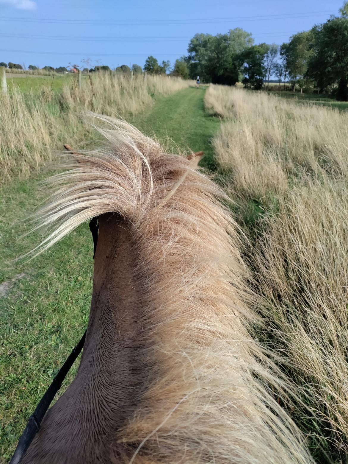 Islænder Yrsa fra Grove billede 11