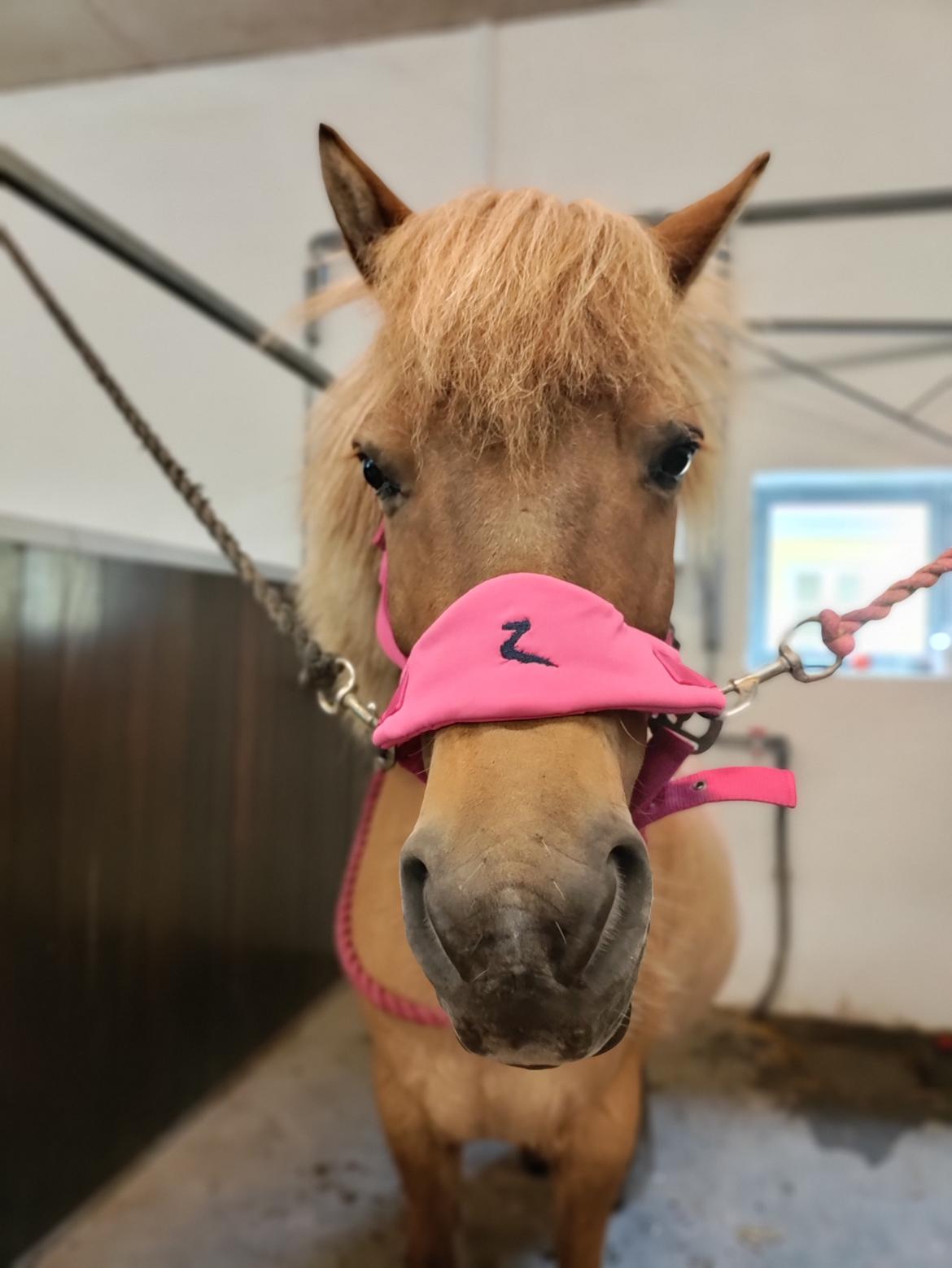 Islænder Yrsa fra Grove billede 13