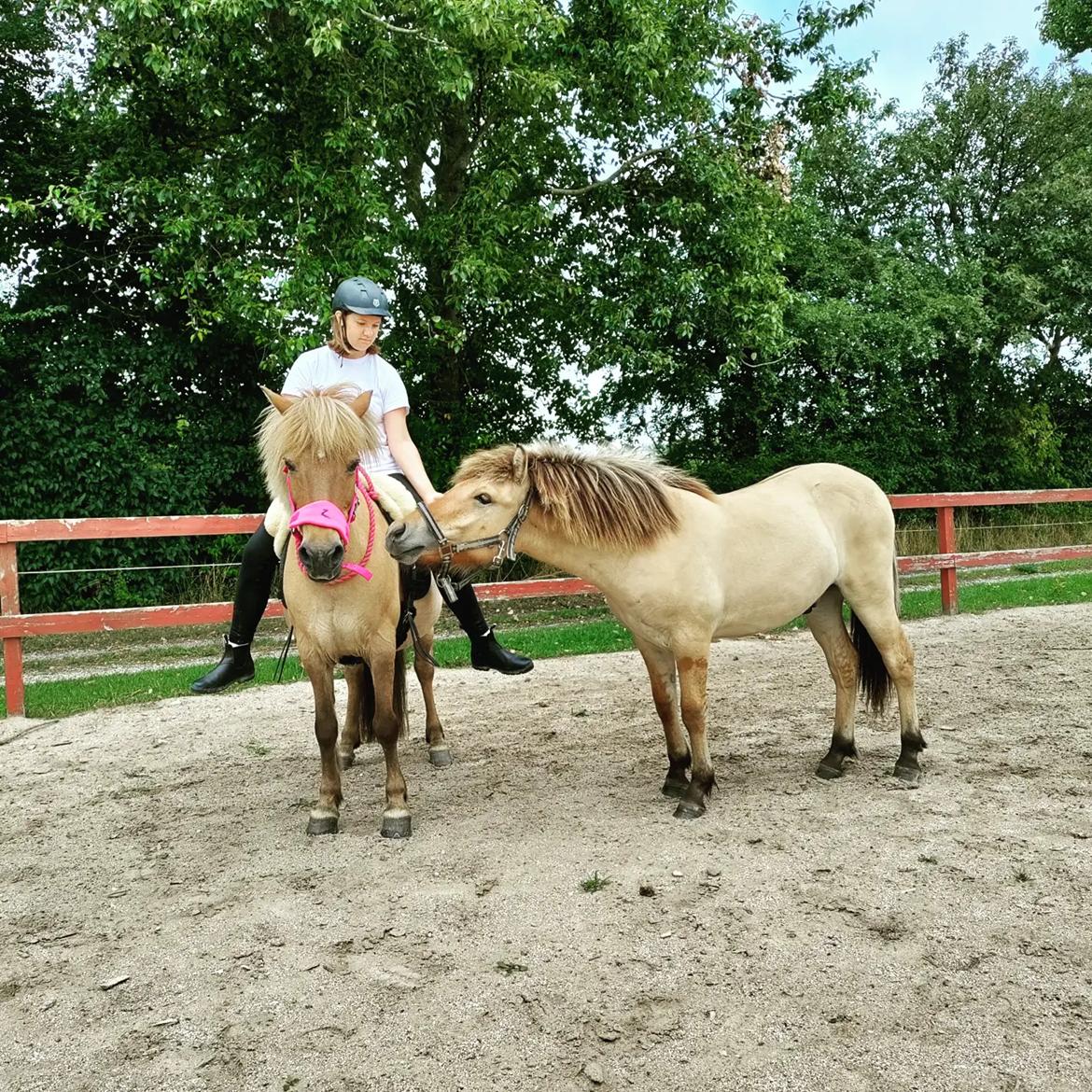 Islænder Yrsa fra Grove billede 12