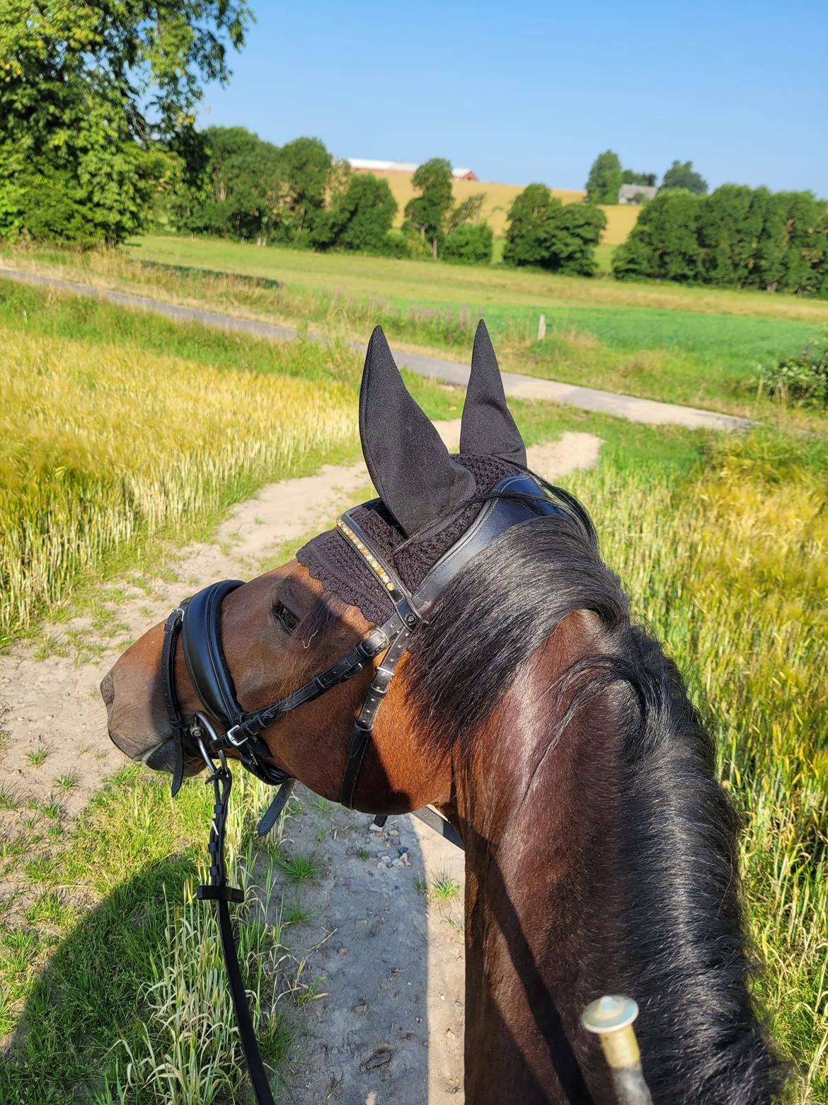 Dansk Varmblod Royal Sunshine (himmelhest) billede 13