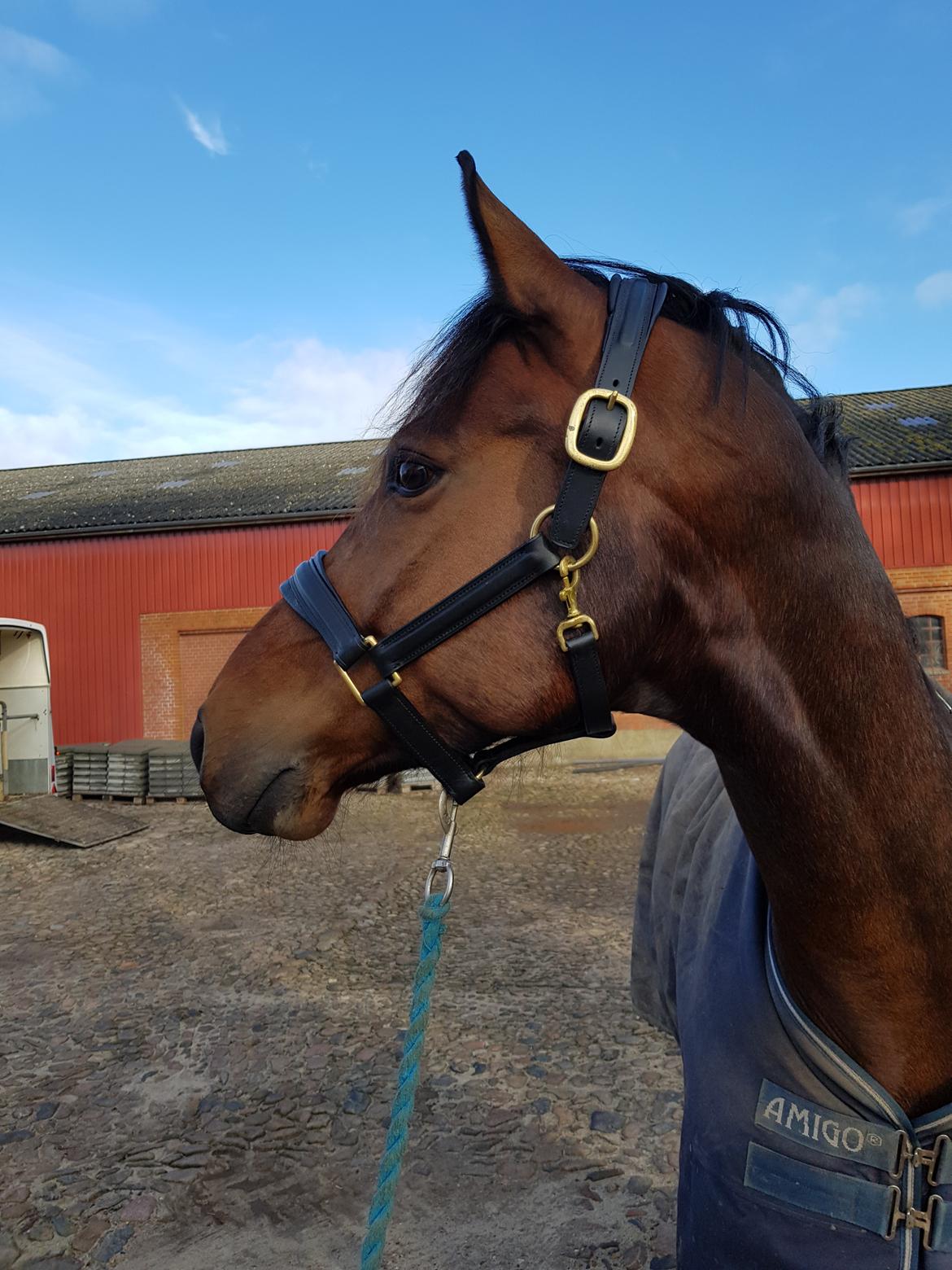 Dansk Varmblod Royal Sunshine (himmelhest) billede 16