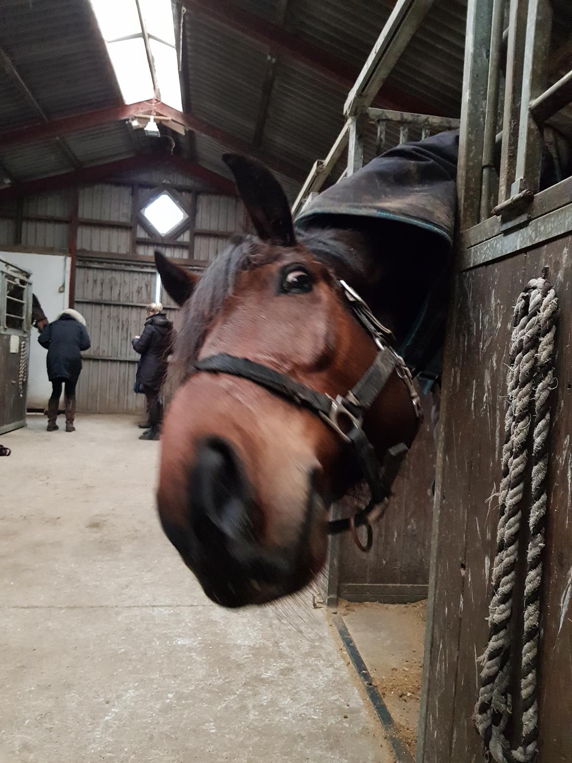 Dansk Varmblod Royal Sunshine (himmelhest) billede 18