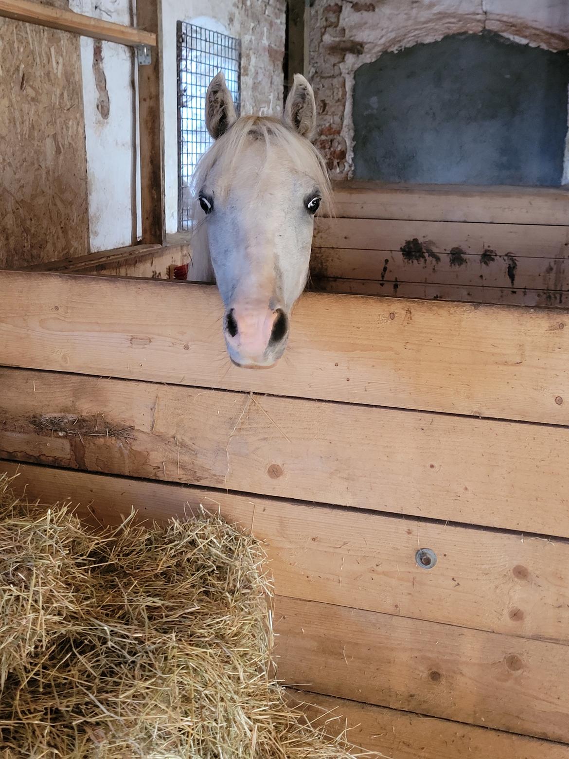 Welsh Mountain (sec A) Miss Minnie (Hide) billede 4