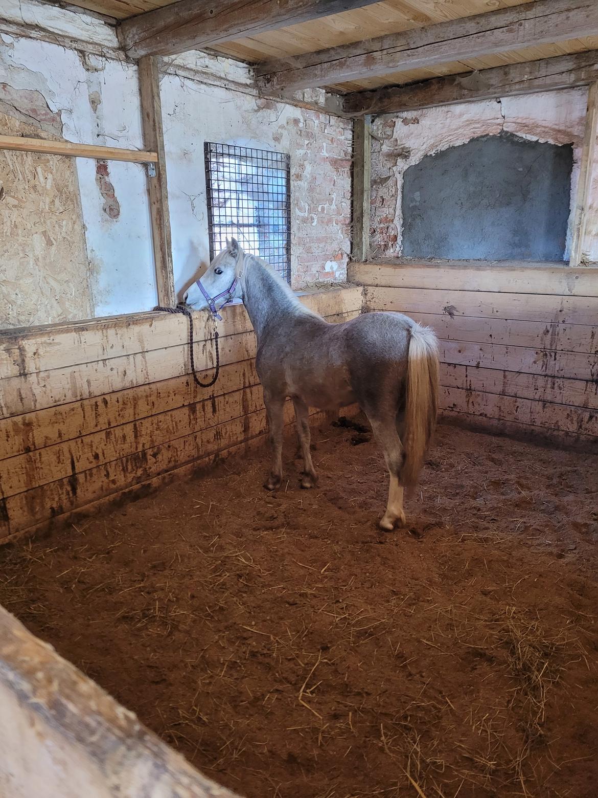 Welsh Mountain (sec A) Miss Minnie (Hide) billede 5