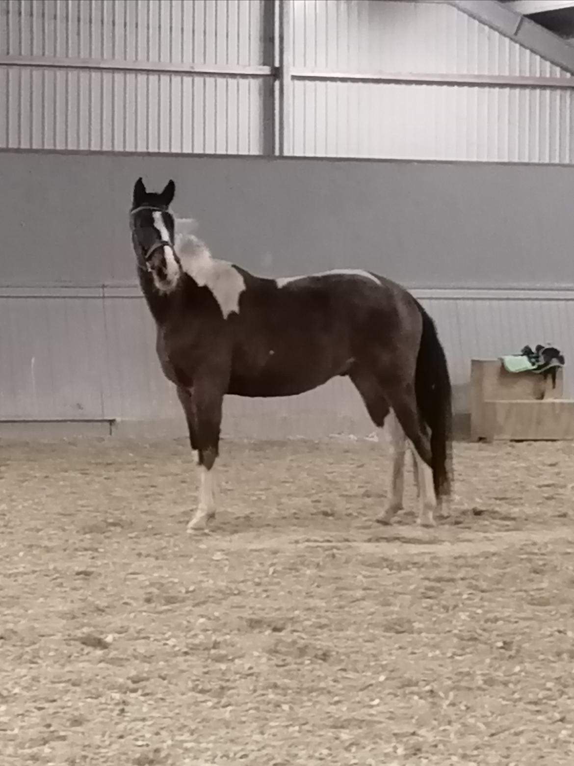 Pinto Løvegaardens Lurifax Wito billede 3