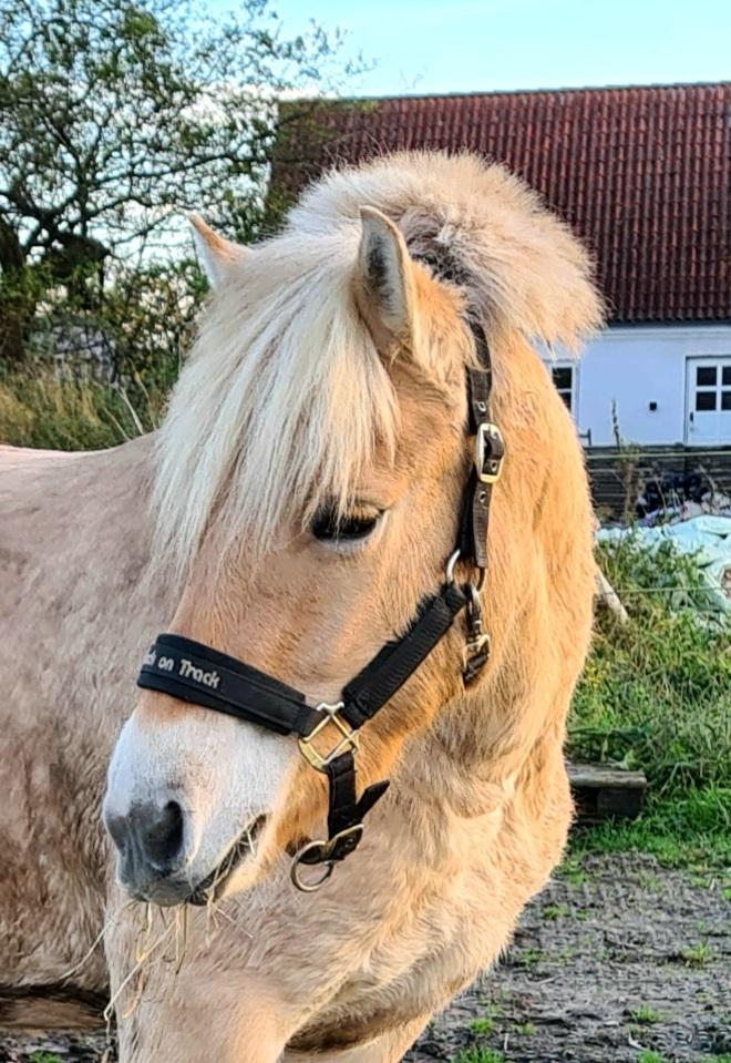 Fjordhest LL. Engesvangs Fie billede 2