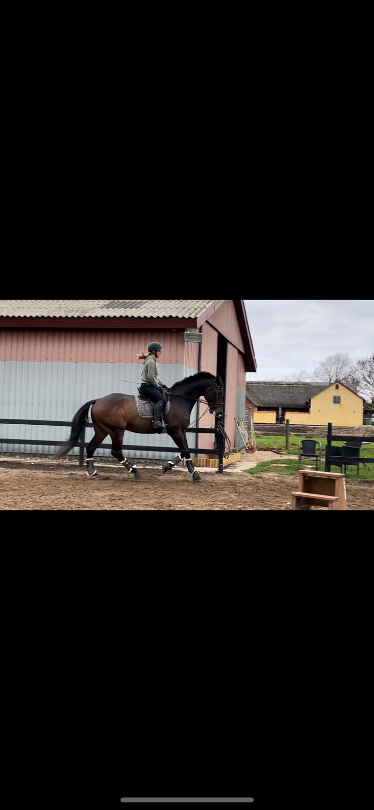 Holstener Corradino billede 11