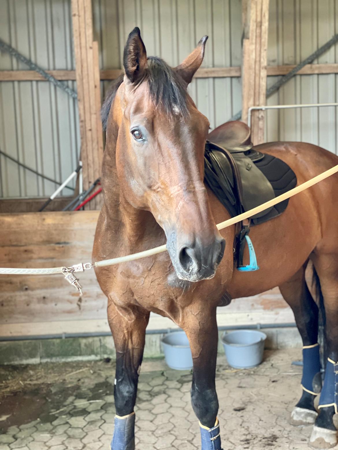 Holstener Corradino billede 16