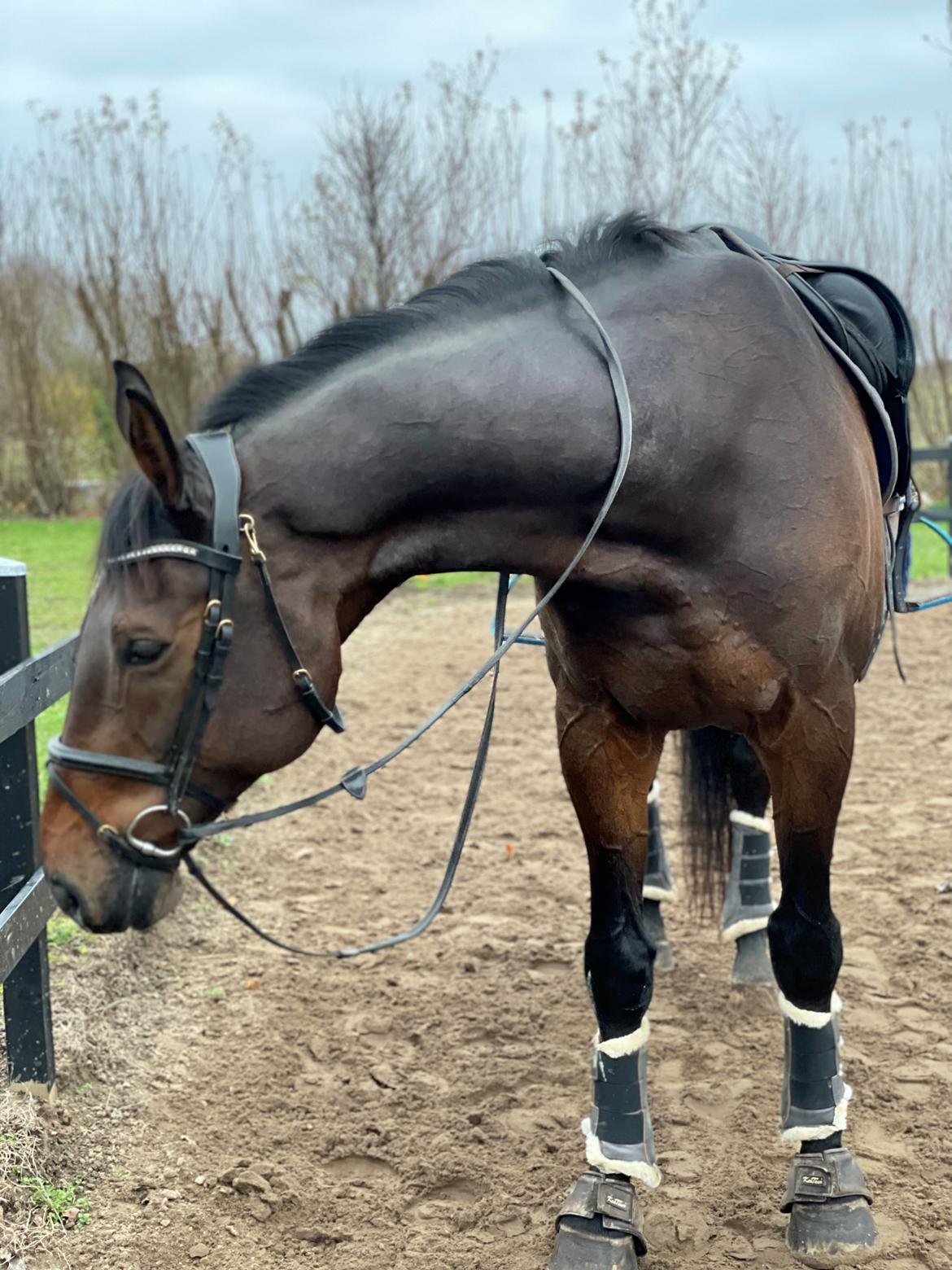 Holstener Corradino billede 20