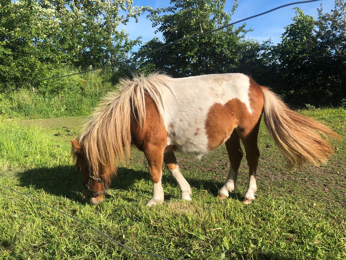 Anden særlig race Mynte billede 1