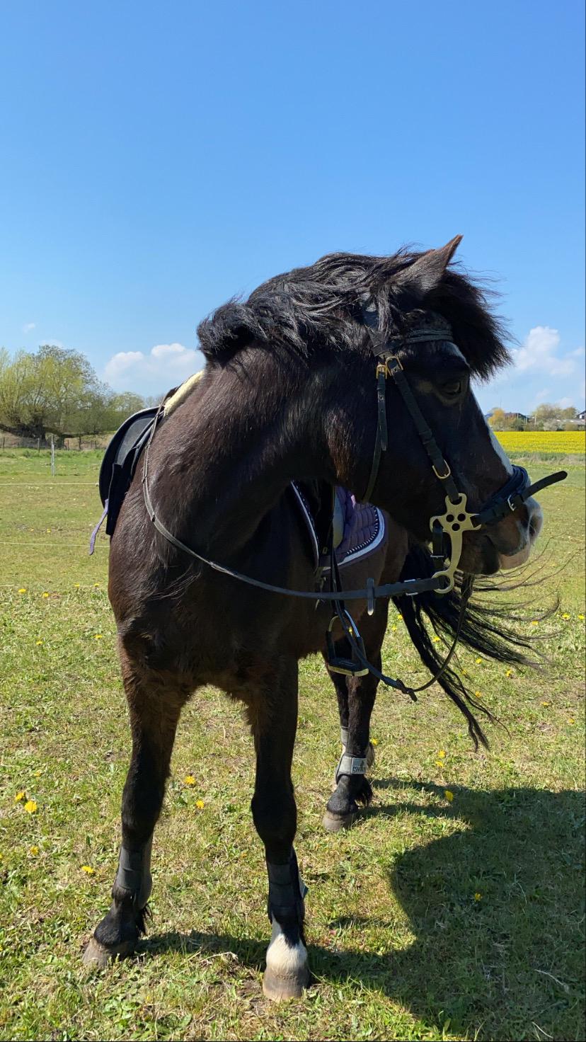New Forest Stegstedgårds Zimba billede 5