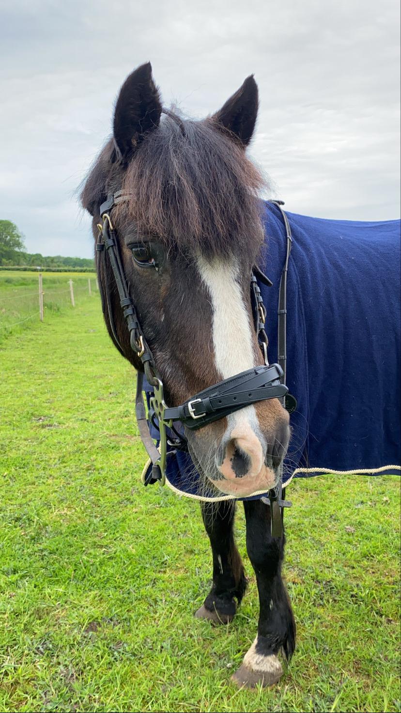 New Forest Stegstedgårds Zimba billede 4