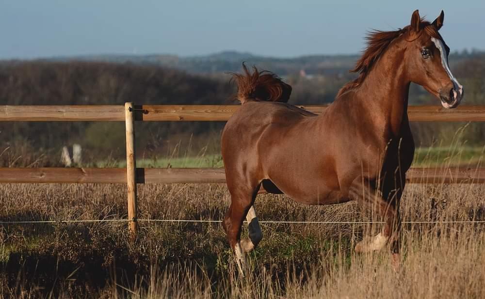 Arabisk fuldblod (OX) Itaya El Shaklan - d. 21 november 2021 billede 47