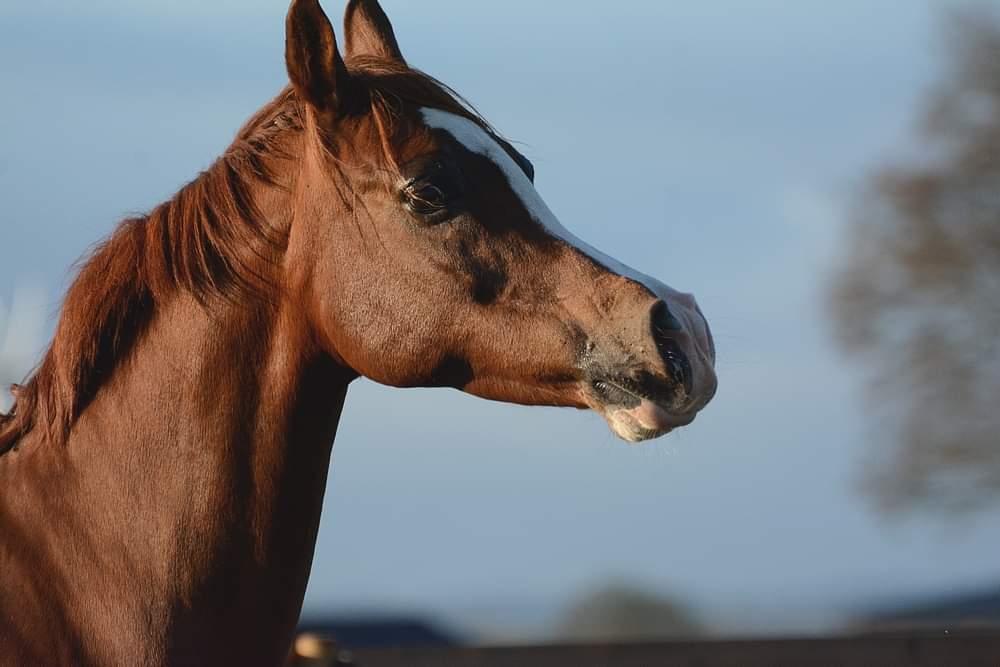 Arabisk fuldblod (OX) Itaya El Shaklan - d. 21 november 2021 billede 49