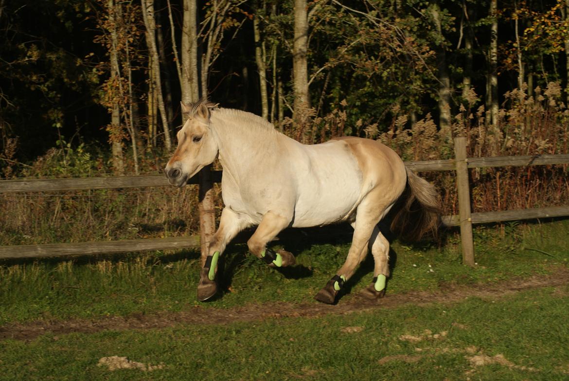 Fjordhest Krølle billede 28