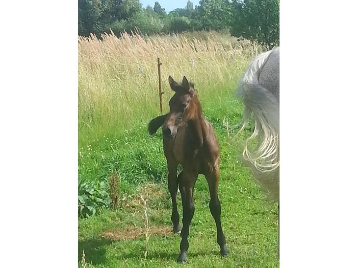 {{currentPhoto.altText}} billede {{currentPhoto.number}}