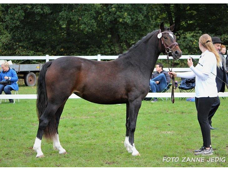 {{currentPhoto.altText}} billede {{currentPhoto.number}}