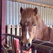 Anden særlig race Filine<3 *aflivet:'(