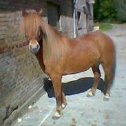 Islænder Skotta Fra Østerhøj