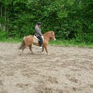 Islænder Skotta Fra Østerhøj