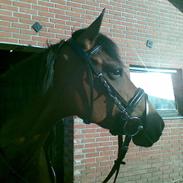 Tysk Sportspony Penny Lane