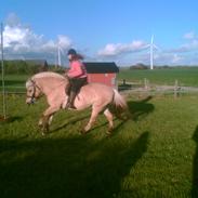 Fjordhest Rikke *død*