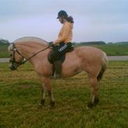 Fjordhest Rikke *død*