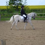 Anden særlig race milton