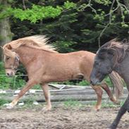 Islænder Rodi fra Hejelte*solgt*