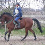 Anden særlig race Stewart Stardust