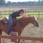 Anden særlig race Rainstorm Pahantho