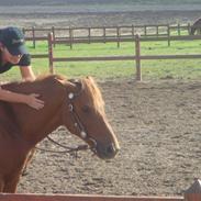 Anden særlig race Rainstorm Pahantho