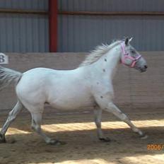 Knabstrupper Ziggie Stardust