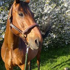 Hollandsk Varmblod Zorro - R.I.P 10/4 - 08