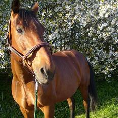 Hollandsk Varmblod Zorro - R.I.P 10/4 - 08