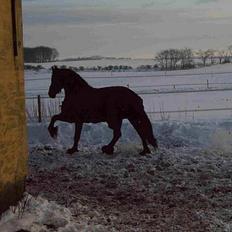 Frieser Dirk Jan K. STER