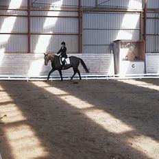 Anden særlig race Masetto