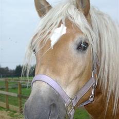 Tyroler Haflinger Miranka