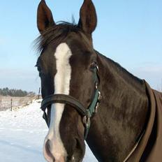 Anden særlig race Faith