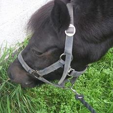 Anden særlig race Late (DØD)