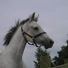 Anden særlig race Late (DØD)