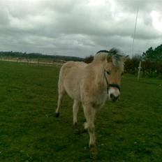 Fjordhest Nidja<33 {SOLGT}