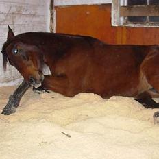 Traver Super Flyer M.