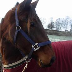 Traver Super Flyer M.