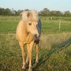 Islænder Lisa Fra Tøsby Kro R.I.P.