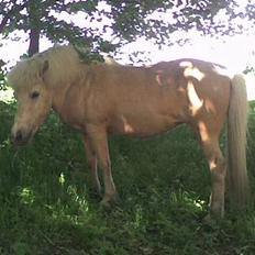 Islænder Lisa Fra Tøsby Kro R.I.P.