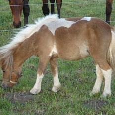 Shetlænder Brutalis