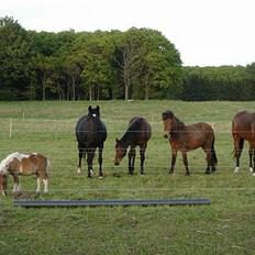 Shetlænder Brutalis