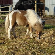 Shetlænder Brutalis