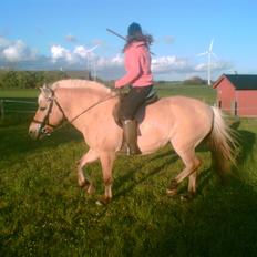 Fjordhest Rikke *død*